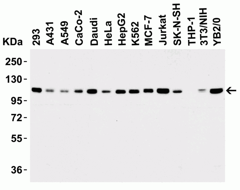LSD1 Antibody