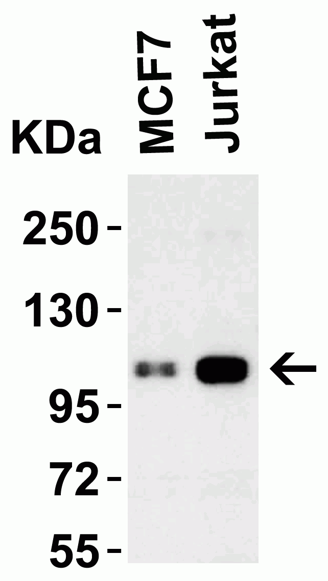 LSD1 Antibody