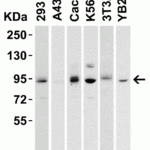 <strong>Figure 1 Western Blot Validation in Cell Lines</strong><br>Loading: 15 μg of lysates per lane.Antibodies: LSD1 8223 (2 μg/mL), 1h incubation at RT in 5% NFDM/TBST.Secondary: Goat anti-rabbit IgG HRP conjugate at 1:10000 dilution.