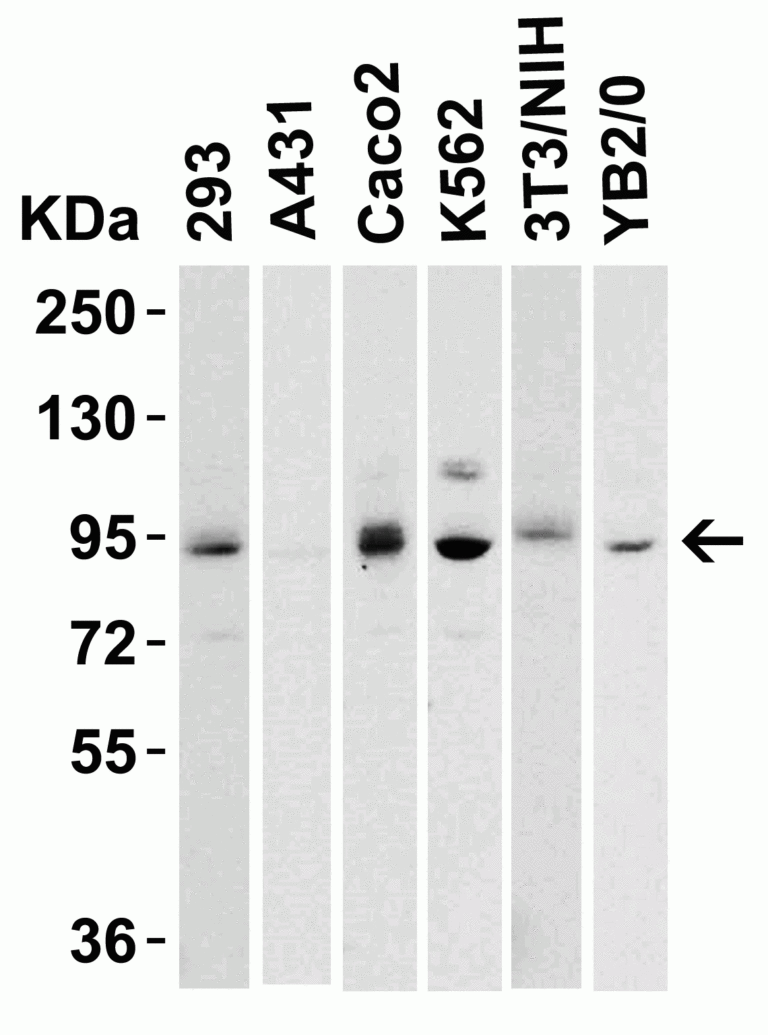 LSD1 Antibody