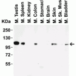 <strong>Figure 3 Western Blot Validation in Mouse Tissues</strong><br>Loading: 15 μg of lysates per lane.Antibodies: LSD1 3761 (0.2 μg/mL), 1h incubation at RT in 5% NFDM/TBST.Secondary: Goat anti-rabbit IgG HRP conjugate at 1:10000 dilution.