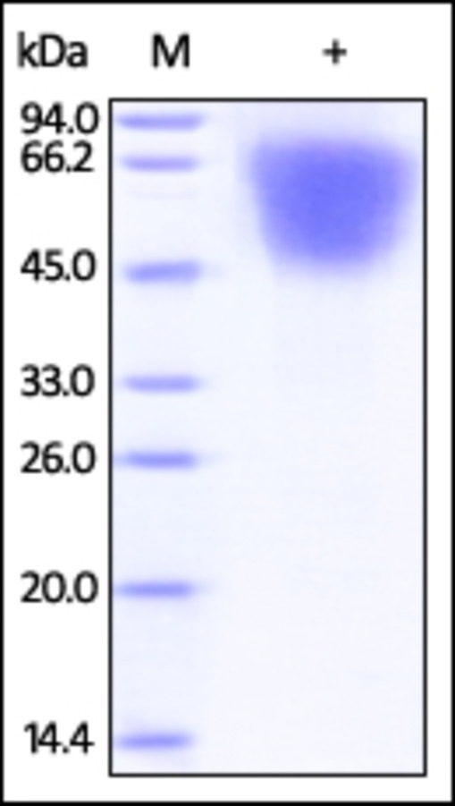 LYPD3 Recombinant Protein