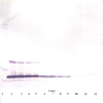 To detect mLeptin by Western Blot analysis this antibody can be used at a concentration of 0.1-0.2 ug/ml. Used in conjunction with compatible secondary reagents the detection limit for recombinant mLeptin is 1.5-3.0 ng/lane, under either reducing or non-reducing conditions.