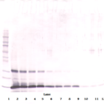 To detect hLeptin by Western Blot analysis this antibody can be used at a concentration of 0.1-0.2 ug/ml. Used in conjunction with compatible secondary reagents the detection limit for recombinant hLeptin is 1.5-3.0 ng/lane, under either reducing or non-reducing conditions.