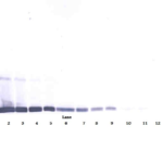 To detect Rat Leptin by Western Blot analysis this antibody can be used at a concentration of 0.1 - 0.2 ug/ml. Used in conjunction with compatible secondary reagents the detection limit for recombinant Rat Leptin is 1.5 - 3.0 ng/lane, under either reducing or non-reducing conditions.