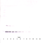 To detect hLeptin by Western Blot analysis this antibody can be used at a concentration of 0.1-0.2 ug/ml. Used in conjunction with compatible secondary reagents the detection limit for recombinant hLeptin is 1.5-3.0 ng/lane, under either reducing or non-reducing conditions.