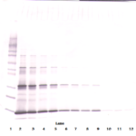 To detect hLeptin by Western Blot analysis this antibody can be used at a concentration of 0.1-0.2 ug/ml. Used in conjunction with compatible secondary reagents the detection limit for recombinant hLeptin is 1.5-3.0 ng/lane, under either reducing or non-reducing conditions.