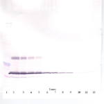 To detect mLeptin by Western Blot analysis this antibody can be used at a concentration of 0.1-0.2 ug/ml. Used in conjunction with compatible secondary reagents the detection limit for recombinant mLeptin is 1.5-3.0 ng/lane, under either reducing or non-reducing conditions.