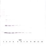 To detect hLeptin by Western Blot analysis this antibody can be used at a concentration of 0.1-0.2 ug/ml. Used in conjunction with compatible secondary reagents the detection limit for recombinant hLeptin is 1.5-3.0 ng/lane, under either reducing or non-reducing conditions.