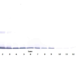 To detect Rat Leptin by Western Blot analysis this antibody can be used at a concentration of 0.1 - 0.2 ug/ml. Used in conjunction with compatible secondary reagents the detection limit for recombinant Rat Leptin is 1.5 - 3.0 ng/lane, under either reducing or non-reducing conditions.