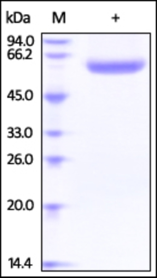 Lipopolysaccharide Recombinant Protein