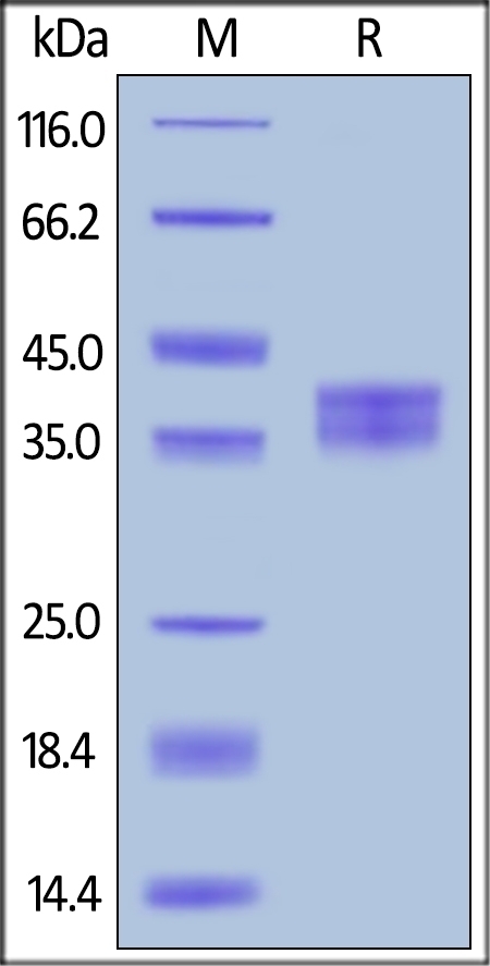 Llama IgG2b Fc Recombinant Protein