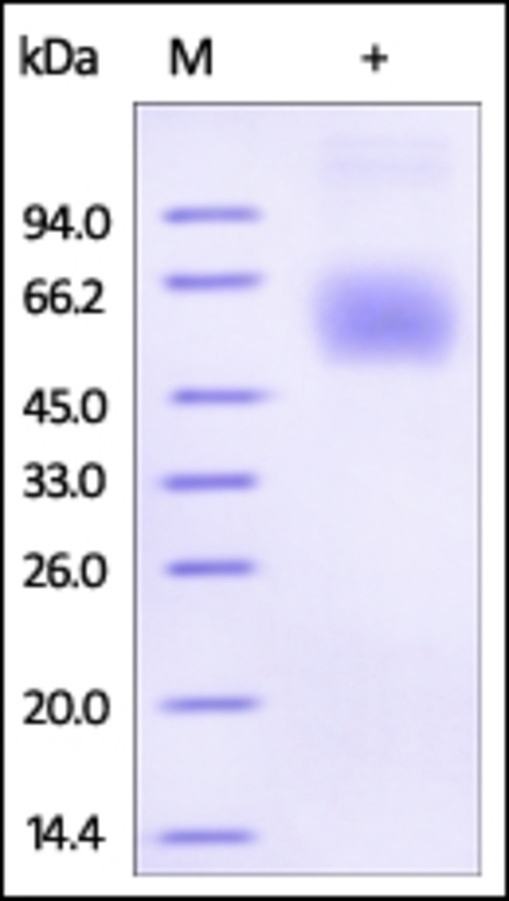 Lumican Recombinant Protein