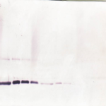 To detect hM-CSF by Western Blot analysis this antibody can be used at a concentration of 0.1- 0.2 ug/ml. Used in conjunction with compatible secondary reagents the detection limit for recombinant hM-CSF is 1.5-3.0 ng/lane, under either reducing or non-reducing conditions.