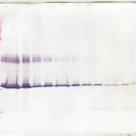 To detect hM-CSF by Western Blot analysis this antibody can be used at a concentration of 0.1 - 0.2 ug/ml. Used in conjunction with compatible secondary reagents the detection limit for recombinant hM-CSF is 1.5 - 3.0 ng/lane, under either reducing or non-reducing conditions.