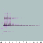 To detect mM-CSF by Western Blot analysis this antibody can be used at a concentration of 0.1-0.2 ug/ml. Used in conjunction with compatible secondary reagents the detection limit for recombinant mM-CSF is 1.5-3.0 ng/lane, under either reducing or non-reducing conditions.