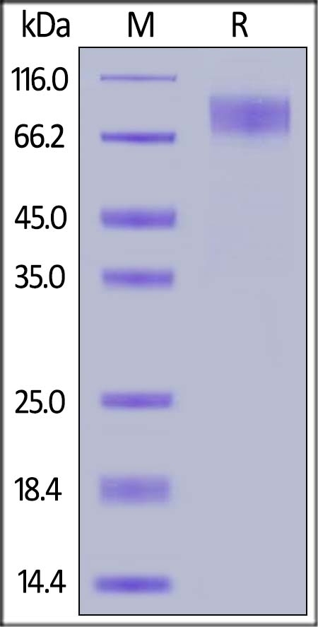 M-CSF R / CSF1R / CD115 Recombinant Protein