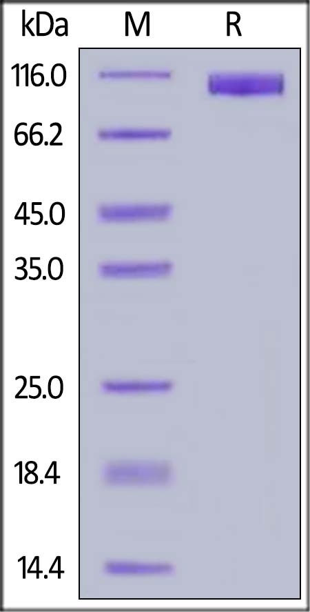 MAG / Siglec-4a Recombinant Protein