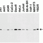 <strong>Figure 2 Western Blot Validation in Human, Mouse (NIH/3T3) and Rat (YB2/0) Cell Lines</strong><br>Loading: 15 μg of lysates per lane.Antibodies: MANF 4347, (2 μg /mL), 1h incubation at RT in 5% NFDM/TBST.Secondary: Goat anti-rabbit IgG HRP conjugate at 1:10000 dilution.