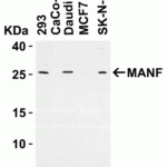 <strong>Figure 1 Western Blot Validation in Human Cell Lines</strong><br>Loading: 15 μg of lysates per lane.Antibodies: MANF 4349, (2 μg/mL), 1h incubation at RT in 5% NFDM/TBST.Secondary: Goat anti-rabbit IgG HRP conjugate at 1:10000 dilution.