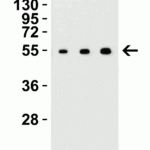 <strong>Figure 2 Western Blot Validation with Recombinant Protein</strong><br>Loading: 30 ng of human MANF recombinant protein per lane.Antibodies: MANF 4349 (Lane 1: 0.125 μg/mL, Lane 2: 0.25 μg/mL and Lane 3: 0.5 μg/mL), 1h incubation at RT  in 5% NFDM/TBST.Secondary: Goat anti-rabbit IgG HRP conjugate at 1:10000 dilution.Observed at around 55kD.