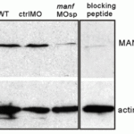 <strong>Figure 14  KD Validation of MANF in Zebrafish Embryo (Chen et al., 2012)</strong><br> Western blot analysis with anti-MANF antibodies (4347) was performed for MANF in 3dpf zebrafish embryo. After injected with a combination of two antisense splice-blocking morpholino oligonucleotides (MOsp), MANF expression was reduced by 85% as compared to the wild type.