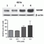 <strong>Figure 15  Induced Expression  Validation of MANF in  Mouse C17.2 Neural Stem Cells (Almutawaa et al., 2014) </strong><br>Concentration- and time-dependent effects of Valproic acid (VPA) on MANF at 48 h examined by Western blot analysis with anti-MANF antibodies. MANF was markedly increased 48h after VPA treatment.Lanes 1–4: control, 0.5 mM VPA, 1 mM VPA, 3 mM VPA.