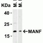 <strong>Figure 5 Western Blot Validation in Mouse Tissues </strong><br>Loading: 15 μg of lysates per lane.Antibodies: MANF 4347, (2 μg/mL), 1h incubation at RT in 5% NFDM/TBST.Secondary: Goat anti-rabbit IgG HRP conjugate at 1:10000 dilution.