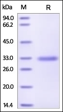 MBL Recombinant Protein