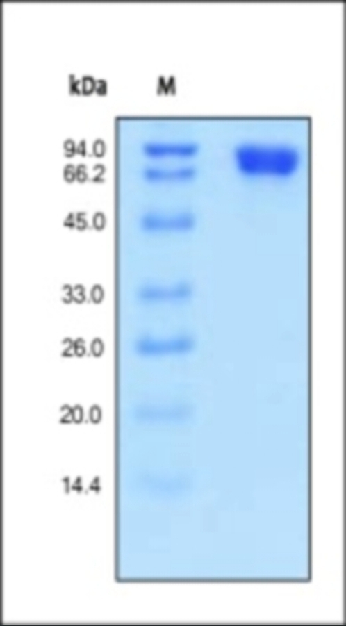 MCAM Recombinant Protein