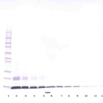 To detect hMCP-1 by Western Blot analysis this antibody can be used at a concentration of 0.20-0.40 ug/ml. Used in conjunction with compatible secondary reagents the detection limit for recombinant hMCP-1 is 1.0-2.0 ng/lane, under reducing or non-reducing conditions.