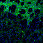 This antibody stained colchicine injected rat brain (including the caudate putamen) tissue.  The primary antibody was incubated at 1.0 ug/ml overnight at 4C.  This was followed by a peroxidase conjugated secondary antibody and then a fluorescein Tyramide Signal Amplification (TSA) reagent.  Optimal concentrations and conditions may vary.