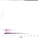 To detect hMCP-1(MCAF) by Western Blot analysis this antibody can be used at a concentration of 0.1-0.2 ug/ml. Used in conjunction with compatible secondary reagents the detection limit for recombinant hMCP-1(MCAF) is 1.5-3.0 ng/lane, under either reducing or non-reducing conditions.