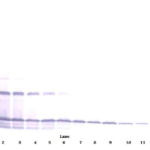 To detect Rat MCP-1(MCAF) by Western Blot analysis this antibody can be used at a concentration of 0.1 - 0.2 ug/ml. Used in conjunction with compatible secondary reagents the detection limit for recombinant Rat MCP-1(MCAF) is 1.5-3.0 ng/lane, under either reducing or non-reducing conditions.