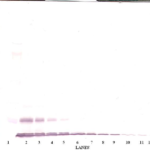 To detect hMCP-1(MCAF) by Western Blot analysis this antibody can be used at a concentration of 0.1-0.2 ug/ml. Used in conjunction with compatible secondary reagents the detection limit for recombinant hMCP-1(MCAF) is 1.5-3.0 ng/lane, under either reducing or non-reducing conditions.