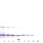 To detect Rat MCP-1(MCAF) by Western Blot analysis this antibody can be used at a concentration of 0.1 - 0.2 ug/ml. Used in conjunction with compatible secondary reagents the detection limit for recombinant Rat MCP-1(MCAF) is 1.5-3.0 ng/lane, under either reducing or non-reducing conditions.