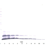 To detect mMCP-2 by Western Blot analysis this antibody can be used at a concentration of 0.1 - 0.2 ug/ml. Used in conjunction with compatible secondary reagents the detection limit for recombinant mMCP-2 is 1.5 - 3.0 ng/lane, under either reducing or non-reducing conditions.