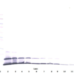 To detect mMCP-2 by Western Blot analysis this antibody can be used at a concentration of 0.1 - 0.2 ug/ml. Used in conjunction with compatible secondary reagents the detection limit for recombinant mMCP-2 is 1.5 - 3.0 ng/lane, under either reducing or non-reducing conditions.