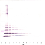 To detect mMCP-2 by Western Blot analysis this antibody can be used at a concentration of 0.1 - 0.2 ug/ml. Used in conjunction with compatible secondary reagents the detection limit for recombinant mMCP-2 is 1.5 - 3.0 ng/lane, under either reducing or non-reducing conditions.