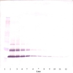 To detect hMCP-3 by Western Blot analysis this antibody can be used at a concentration of 0.1- 0.2 ug/ml. Used in conjunction with compatible secondary reagents the detection limit for recombinant hMCP-3 is 1.5-3.0 ng/lane, under either reducing or non-reducing conditions.