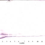 To detect by Western Blot analysis this antibody can be used at a concentration of 0.1 - 0.2 ug/ml. Used in conjunction with compatible secondary reagents the detection limit for recombinant hMCP-3 is 1.5 - 3.0 ng/lane, under either reducing or non-reducing conditions.