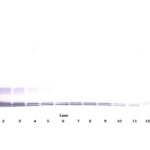 To detect mMCP-3 by Western Blot analysis this antibody can be used at a concentration of 0.1 - 0.2 ug/ml. Used in conjunction with compatible secondary reagents the detection limit for recombinant mMCP-3 is 1.5 - 3.0 ng/lane, under either reducing or non-reducing conditions.