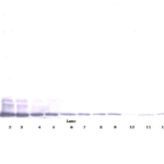 To detect mMCP-3 by Western Blot analysis this antibody can be used at a concentration of 0.1-0.2 ug/ml. Used in conjunction with compatible secondary reagents the detection limit for recombinant mMCP-3 is 1.5-3.0 ng/lane, under either reducing or non-reducing conditions.