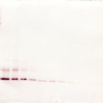 To detect hMCP-4 by Western Blot analysis this antibody can be used at a concentration of 0.1 - 0.2 ug/ml. Used in conjunction with compatible secondary reagents the detection limit for recombinant hMCP-4 is 1.5 - 3.0 ng/lane, under either reducing or non-reducing conditions.