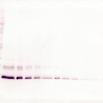 To detect hMCP-4 by Western Blot analysis this antibody can be used at a concentration of 0.1 - 0.2 ug/ml. Used in conjunction with compatible secondary reagents the detection limit for recombinant hMCP-4 is 1.5 - 3.0 ng/lane, under either reducing or non-reducing conditions.