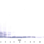 To detect mMCP-5 by Western Blot analysis this antibody can be used at a concentration of 0.1-0.2 ug/ml. Used in conjunction with compatible secondary reagents the detection limit for recombinant mMCP-5 is 1.5-3.0 ng/lane, under either reducing or non-reducing conditions.