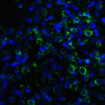 Immunofluorescence of MD-2 in human spleen with MD-2 Antibody at 20 μg/ml.