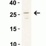 <strong>Figure 2 Western Blot Validation in Daudi Cell Lysate</strong><br>Loading: 15 μg of lysates per lane.Antibodies: MD-2, 3289 (1 μg/mL), 1h incubation at RT in 5% NFDM/TBST.Secondary: Goat anti-rabbit IgG HRP conjugate at 1:10000 dilution.