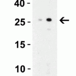 <strong>Figure 3 Western Blot Validation in Mouse Spleen Tissue Lysate</strong><br>Loading: 15 μg of lysates per lane.Antibodies: MD-2, 3289 (Lane 1: 0.5 μg/mL and Lane 2: 1 μg/mL), 1h incubation at RT in 5% NFDM/TBST.Secondary: Goat anti-rabbit IgG HRP conjugate at 1:10000 dilution.