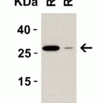 <strong>Figure 6 Western Blot Validation in Rat Tissue Lysates</strong><br>Loading: 15 μg of lysates per lane.Antibodies: MD-2, 3289 (1 μg/mL), 1h incubation at RT in 5% NFDM/TBST.Secondary: Goat anti-rabbit IgG HRP conjugate at 1:10000 dilution.